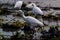 TheÂ cattle egretÂ - Bubulcus ibis